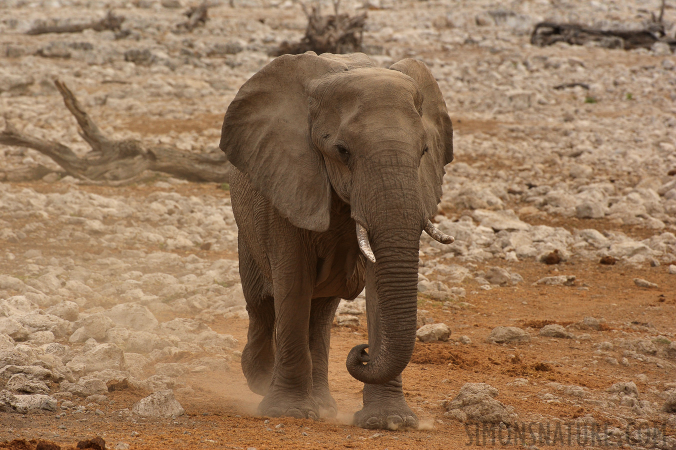 Loxodonta africana [400 mm, 1/250 sec at f / 9.0, ISO 1000]